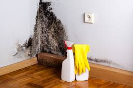 Why You Should Choose Our Mold Remediation Services in Reedley, CA